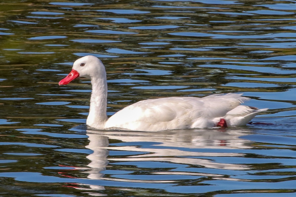 Coscoroba Swan - ML127087451