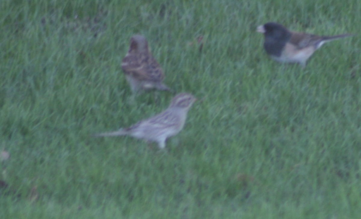 Brewer's Sparrow - ML127087851