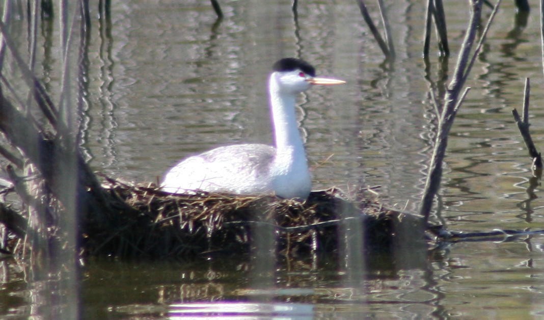 Clark's Grebe - ML127088371