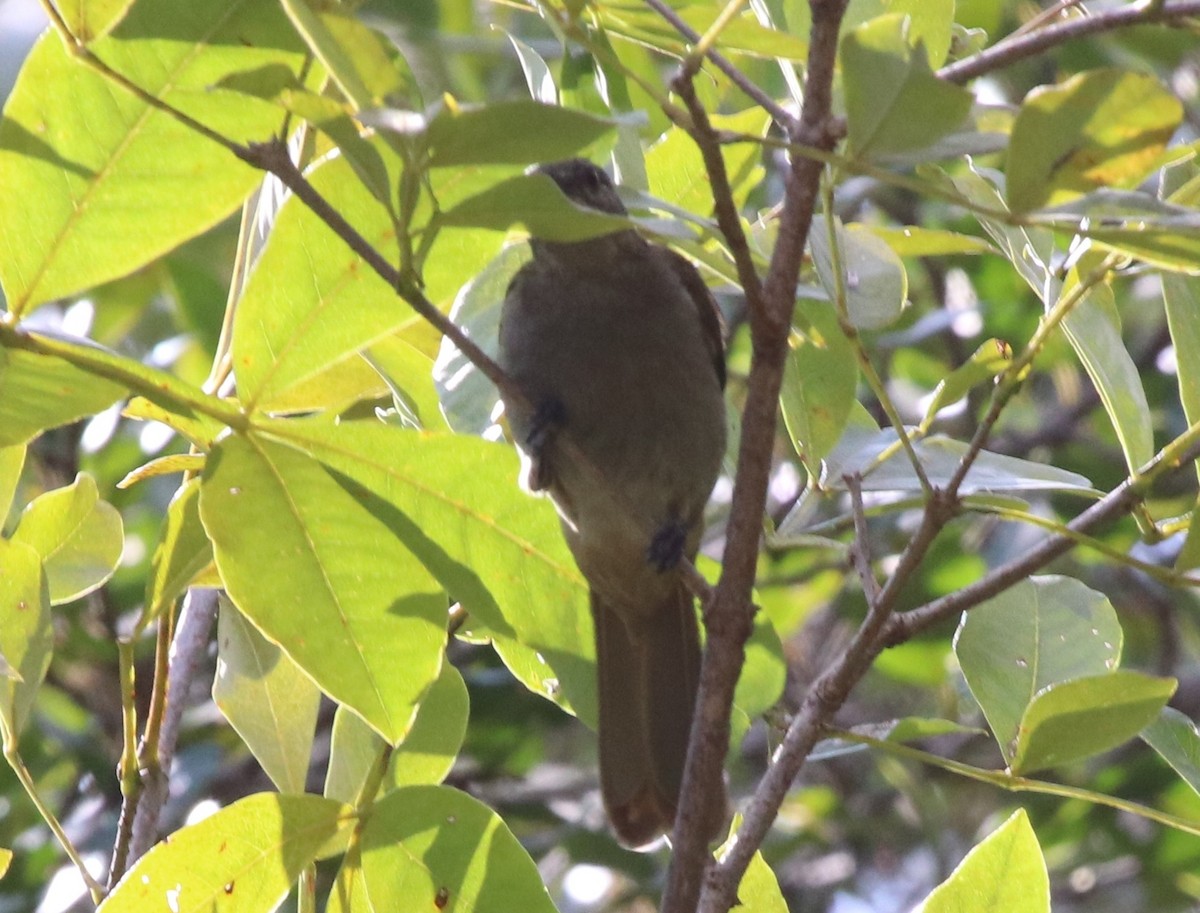 Slender-billed Greenbul - ML127088401