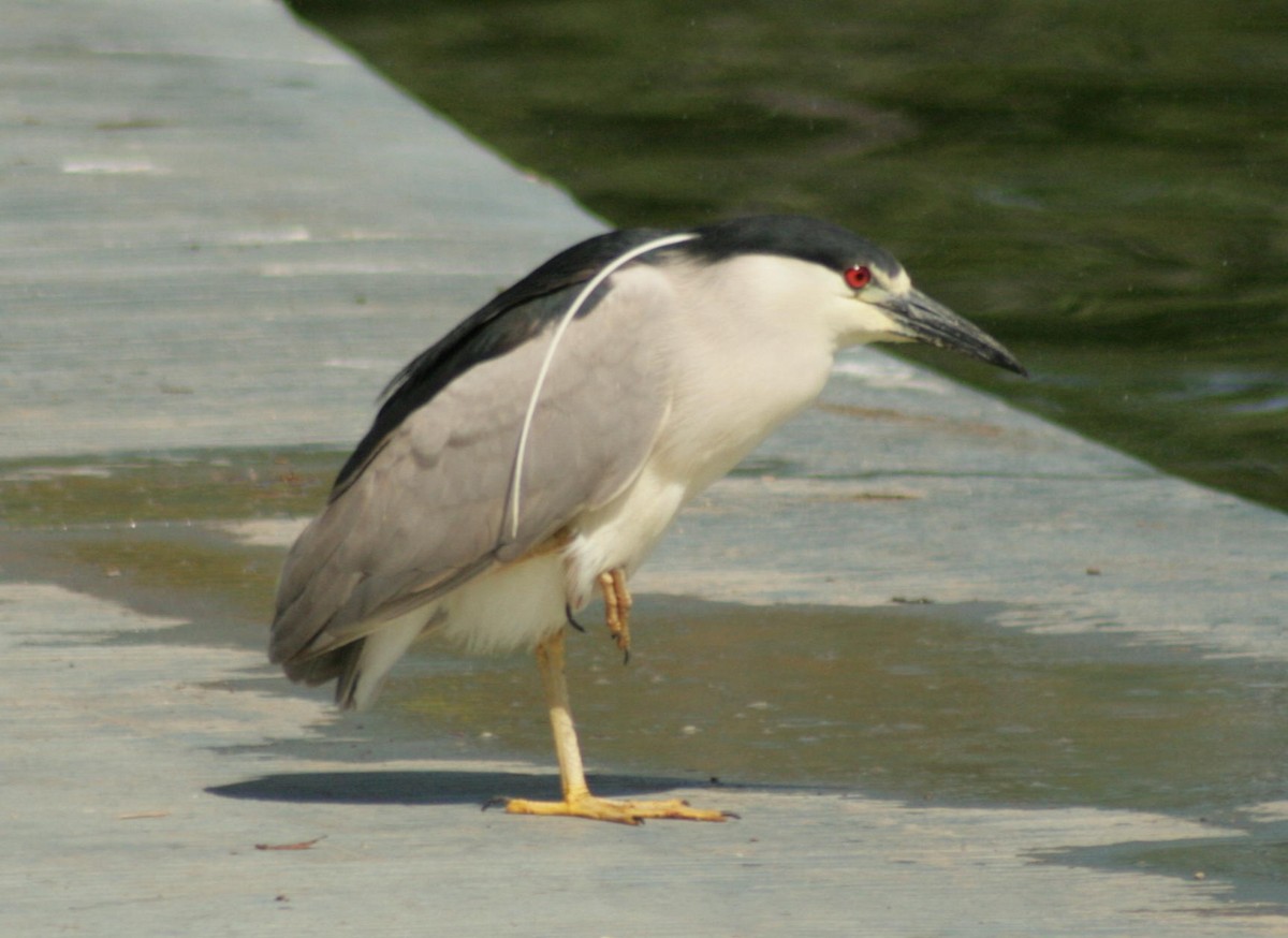 Black-crowned Night Heron - ML127089331