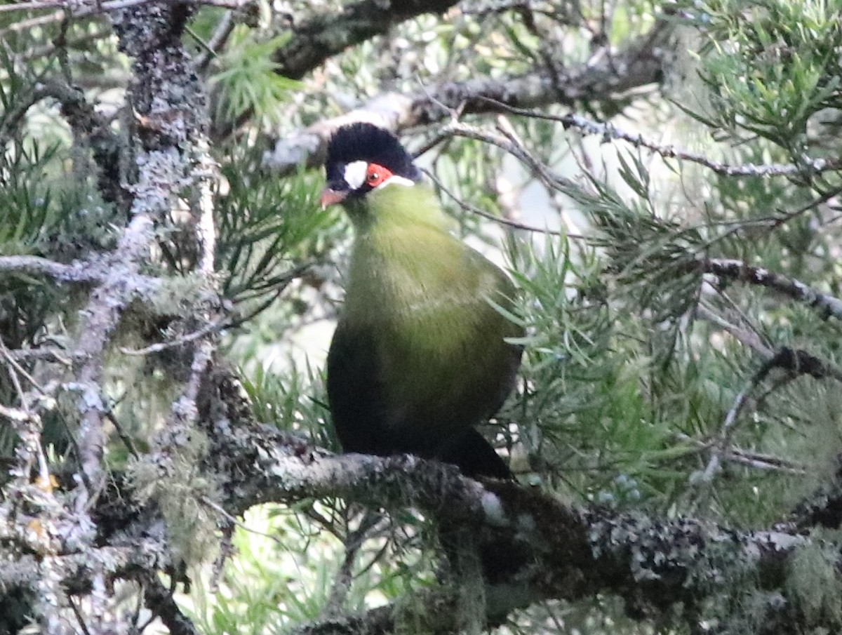 Hartlaub's Turaco - ML127089611