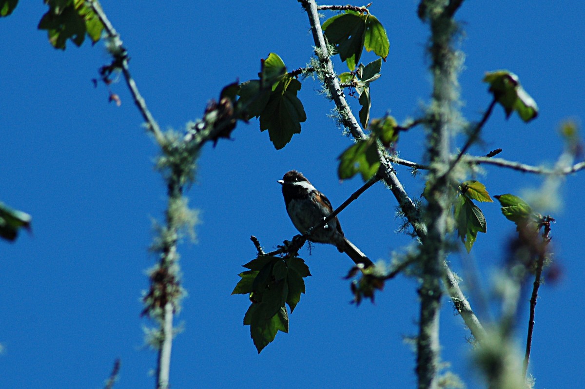 Carbonero Dorsicastaño - ML127089821