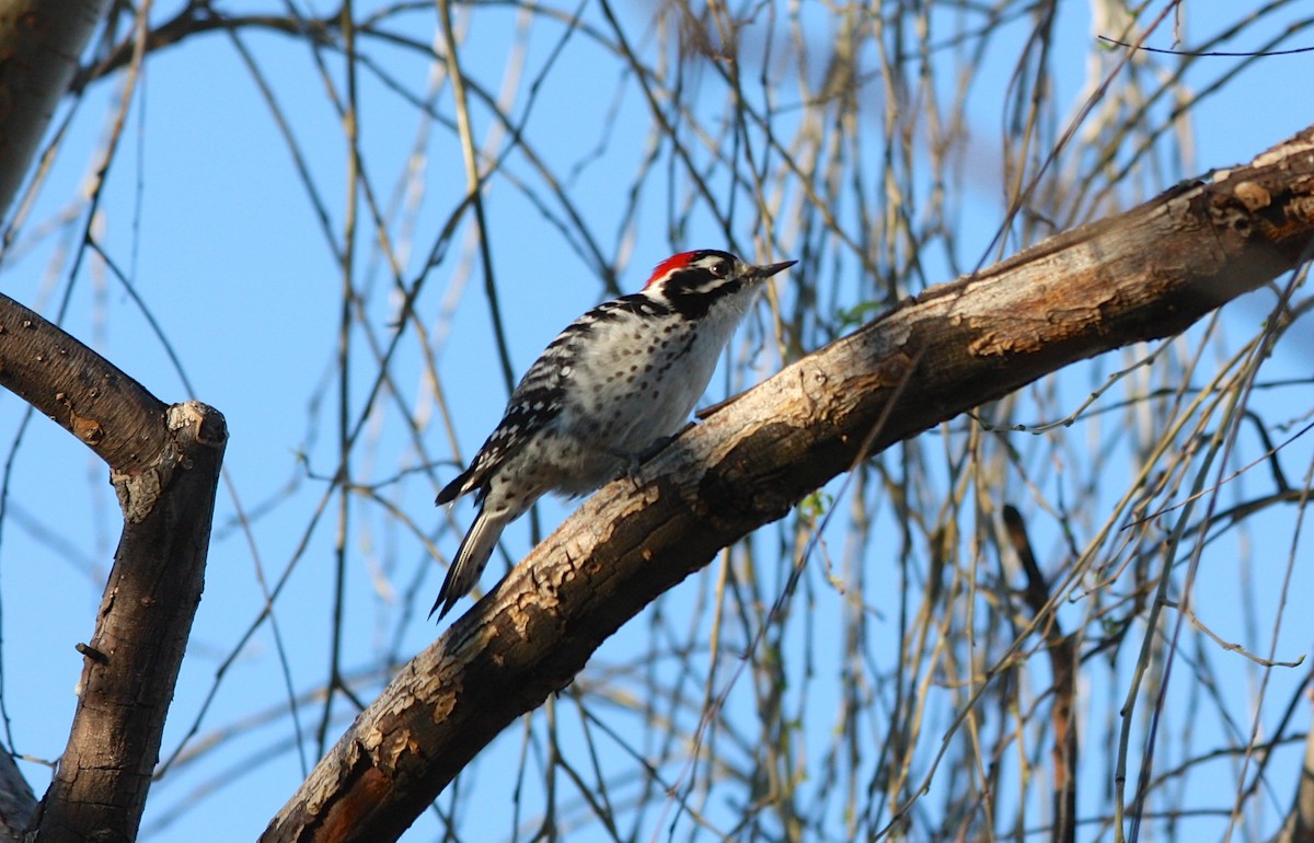 Nuttall's Woodpecker - Richard Weilacher