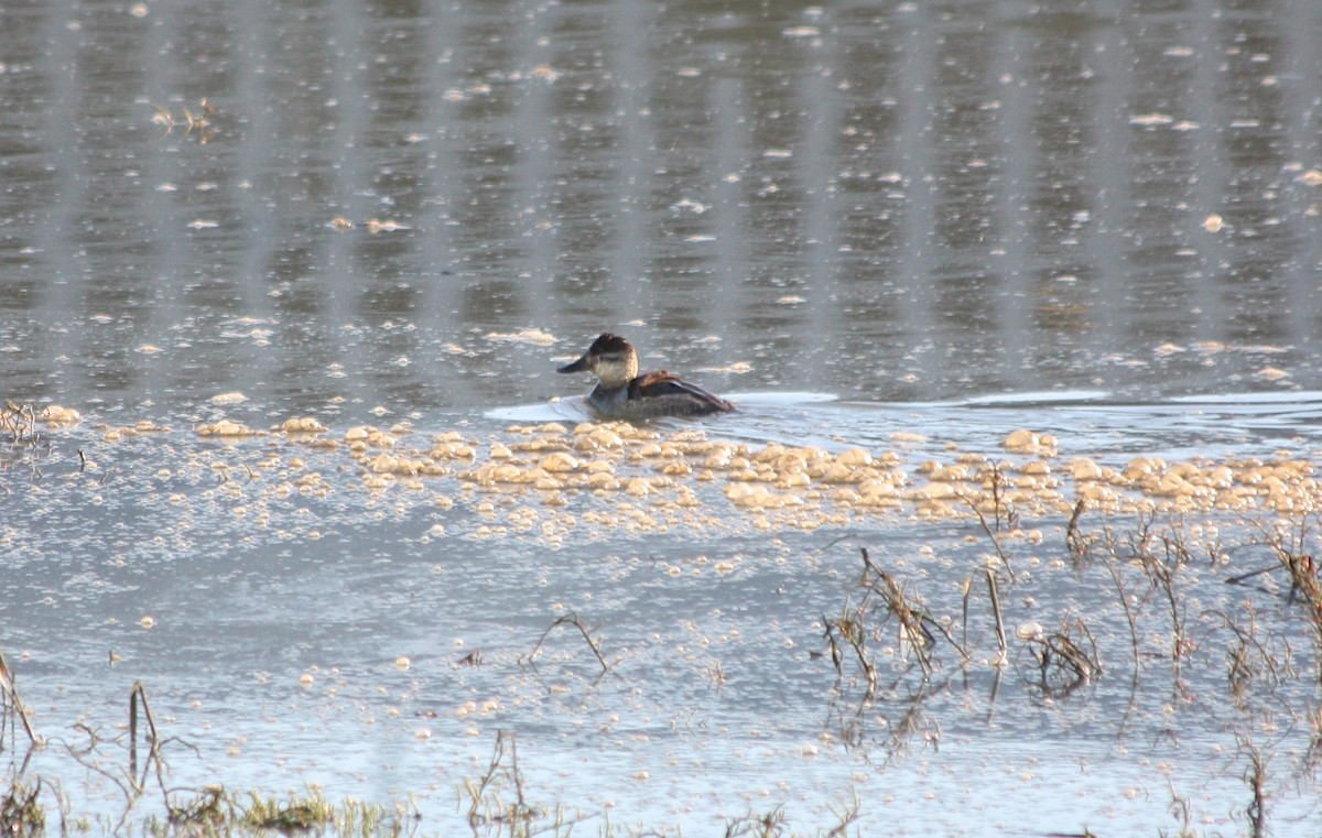 Ruddy Duck - ML127090951