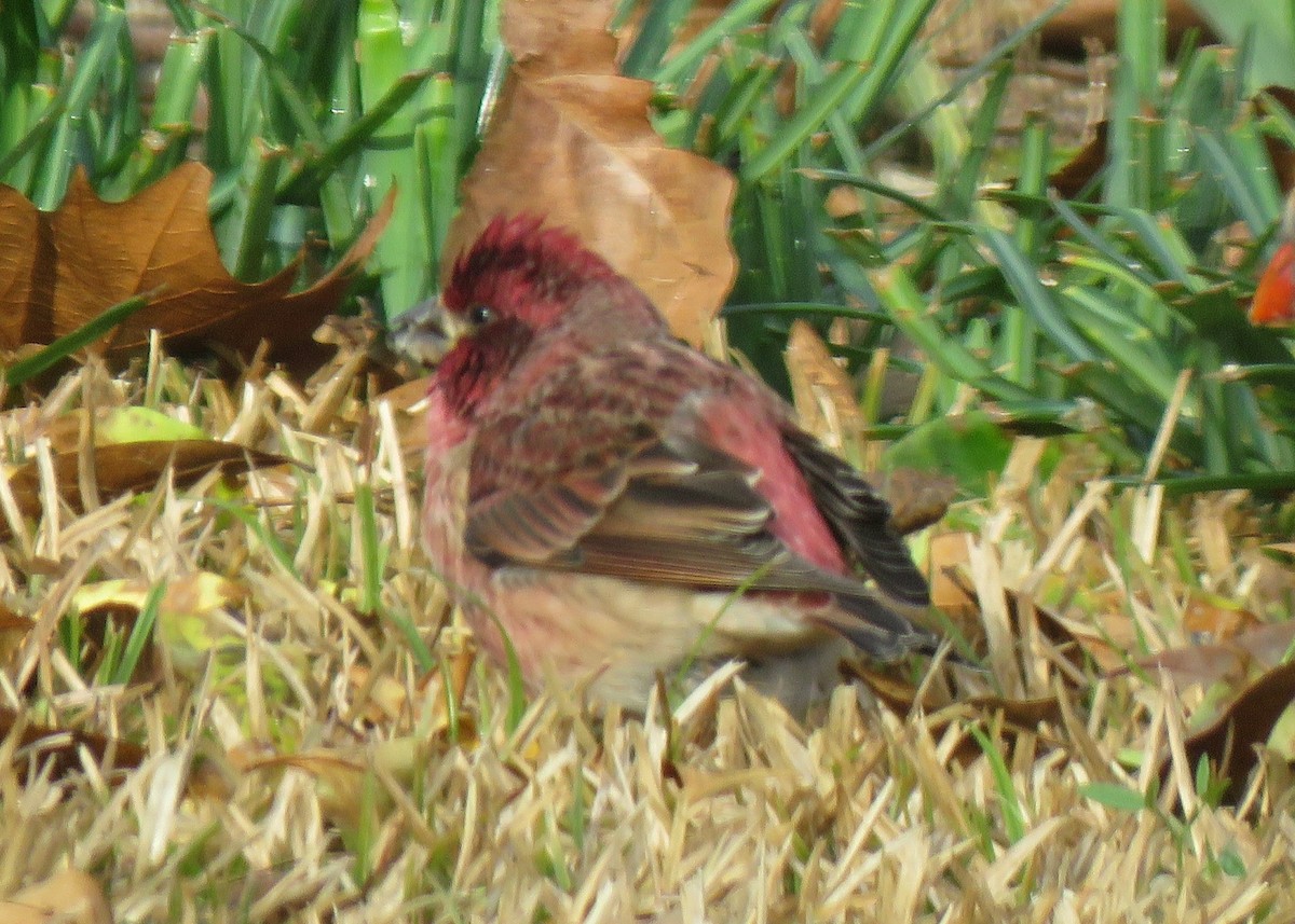 Purple Finch - ML127091181