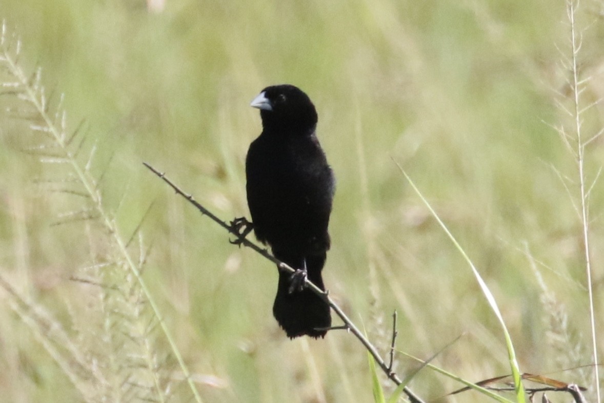 Fan-tailed Widowbird - ML127091621