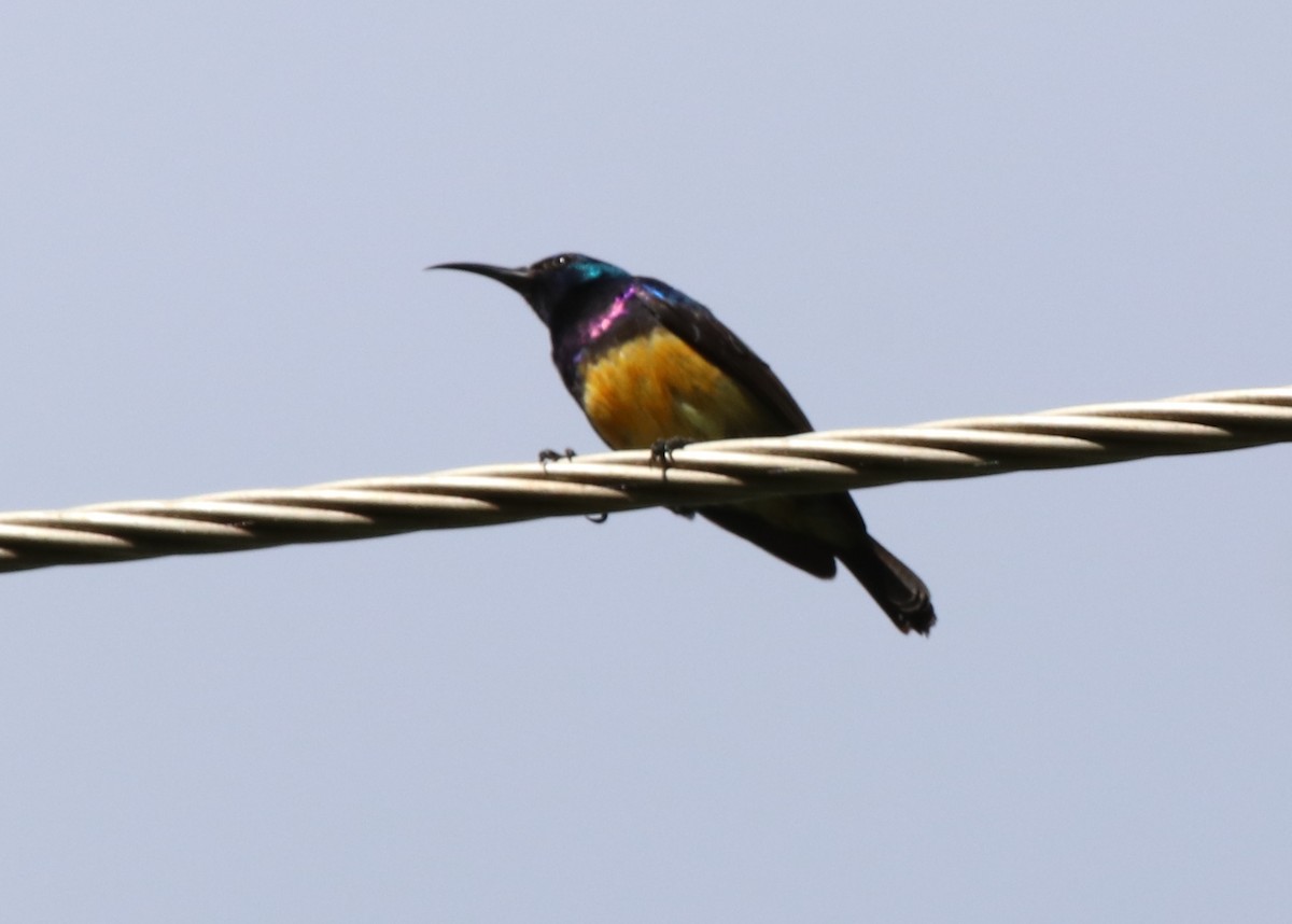 Variable Sunbird - ML127091671