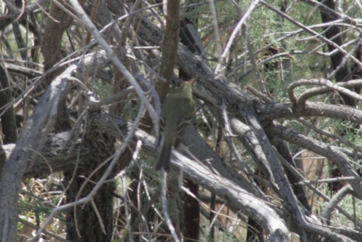 Western Flycatcher (Pacific-slope) - ML127091951