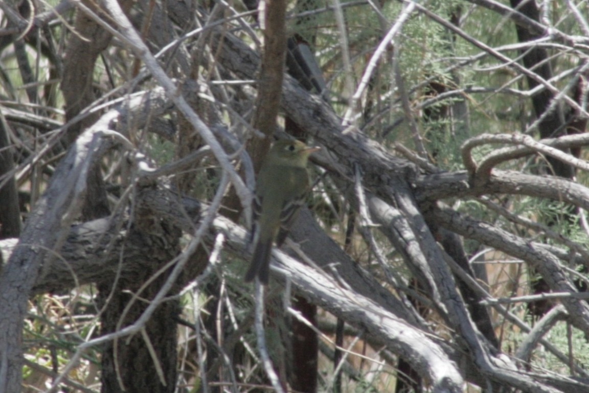 Western Flycatcher (Pacific-slope) - ML127091981