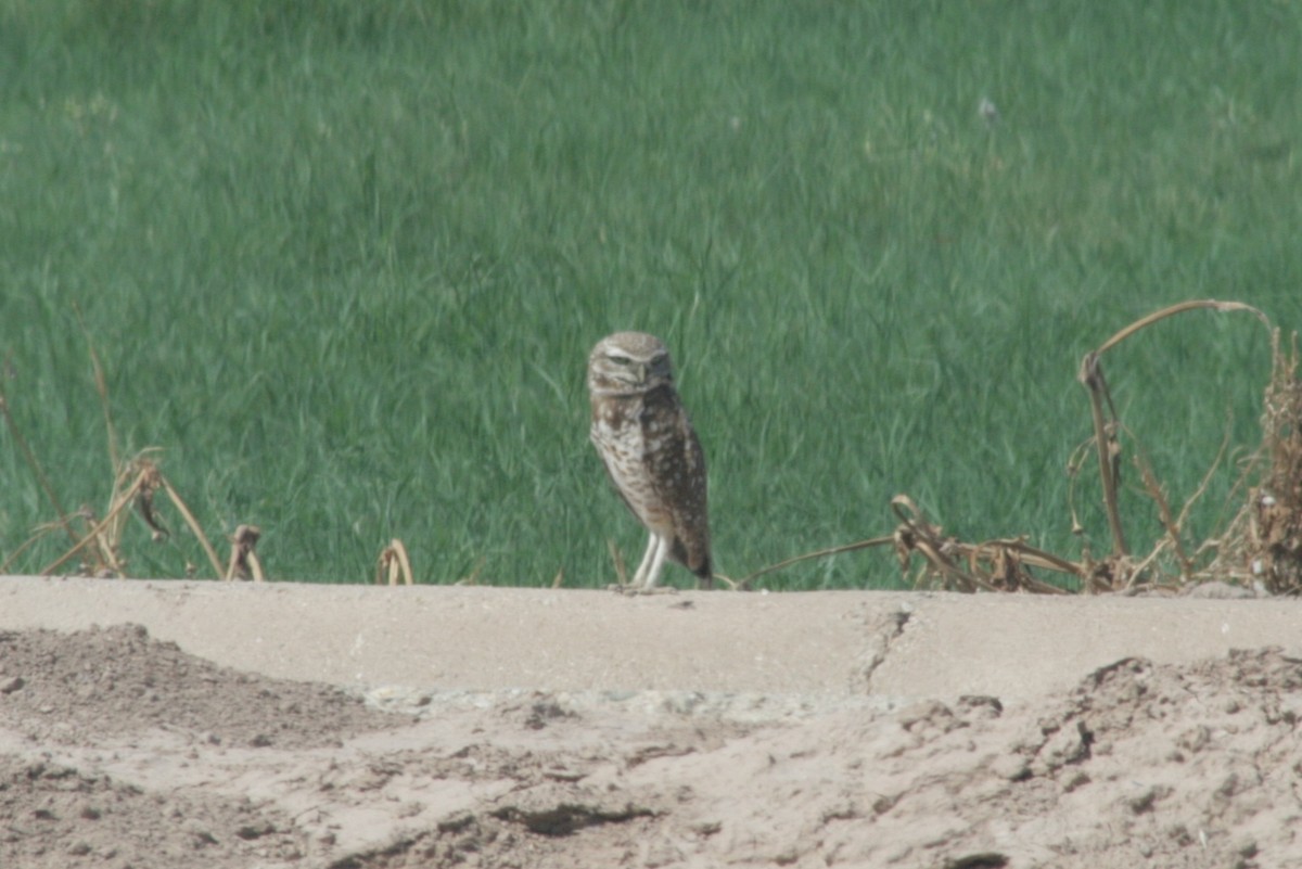 Burrowing Owl - Julie Szabo