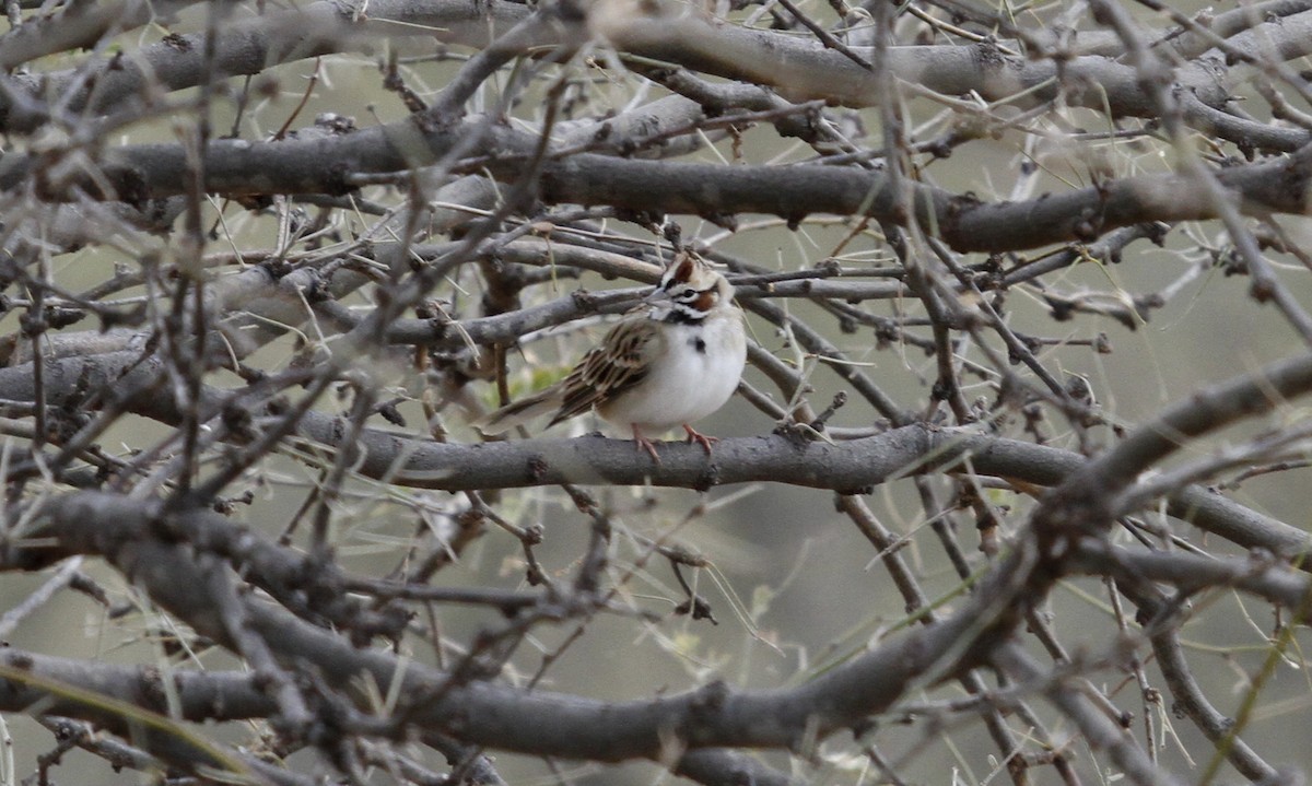 Lark Sparrow - Neil Clark