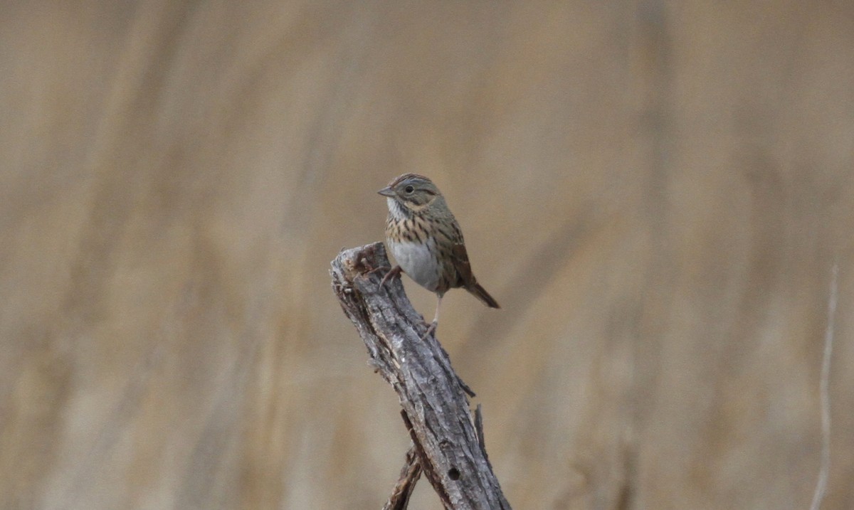 Lincoln's Sparrow - ML127093081