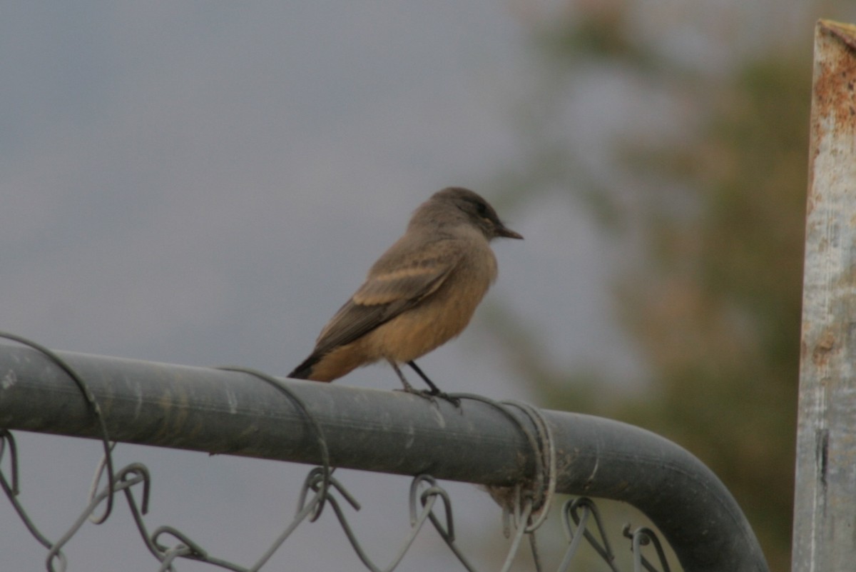 Say's Phoebe - ML127093091