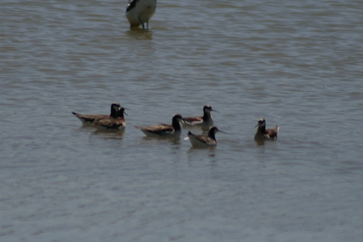 Falaropo Tricolor - ML127093501