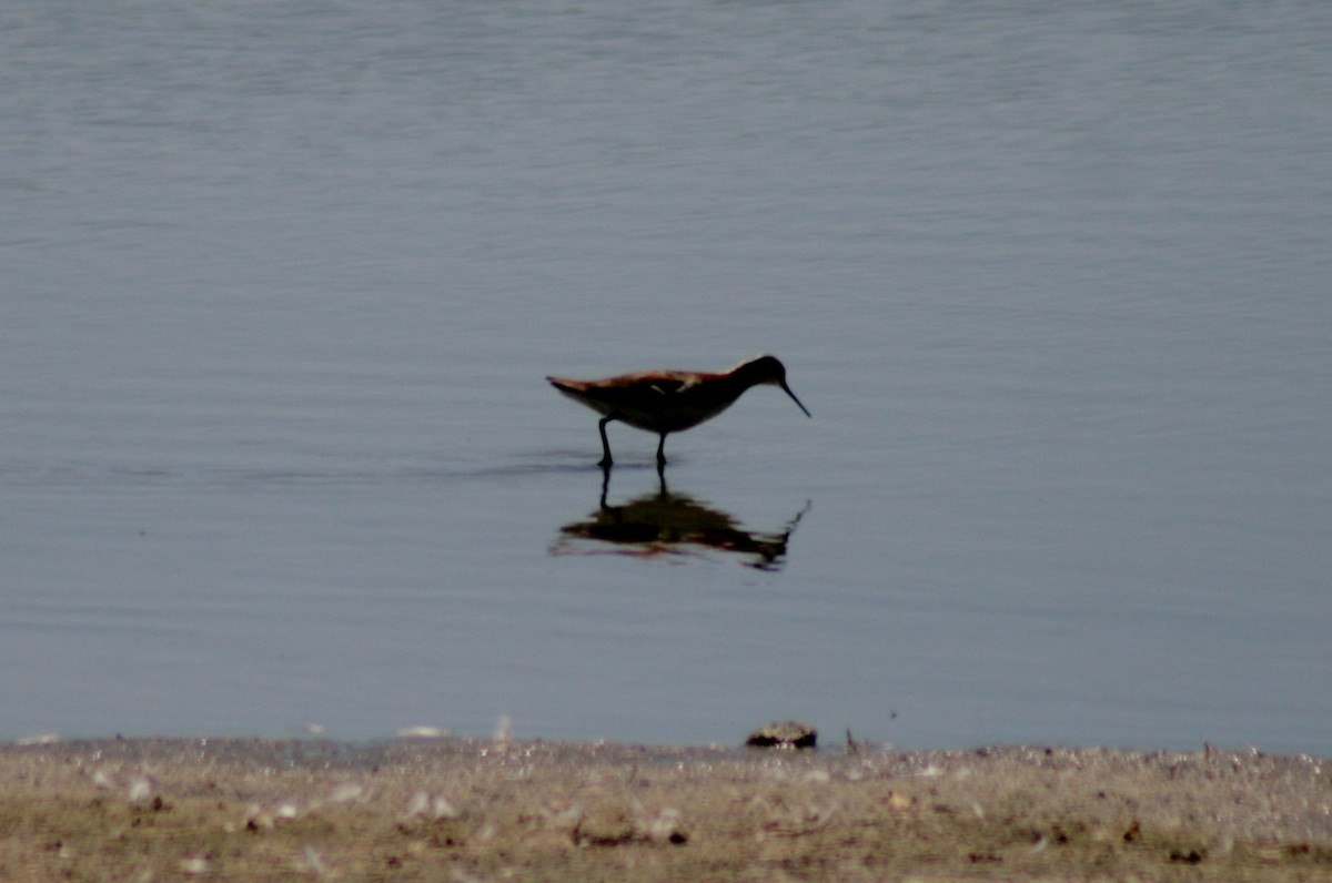 Wilson's Phalarope - ML127093511