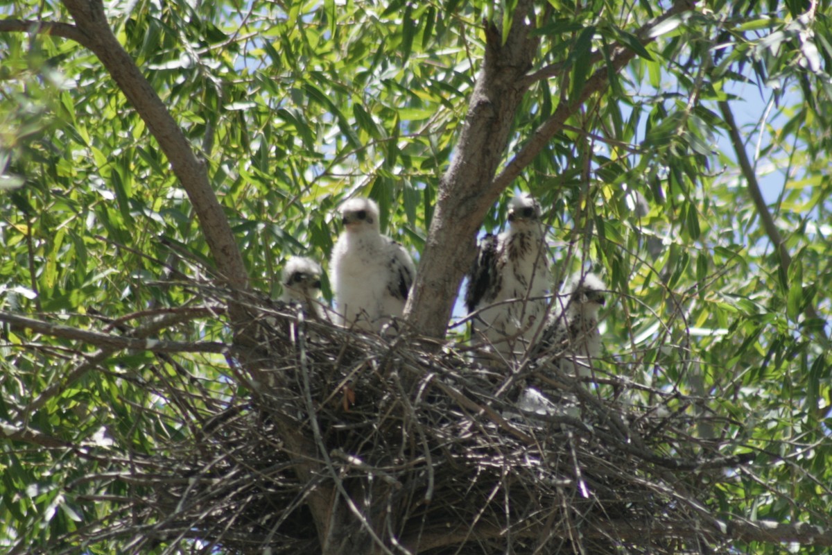 Cooper's Hawk - ML127093551