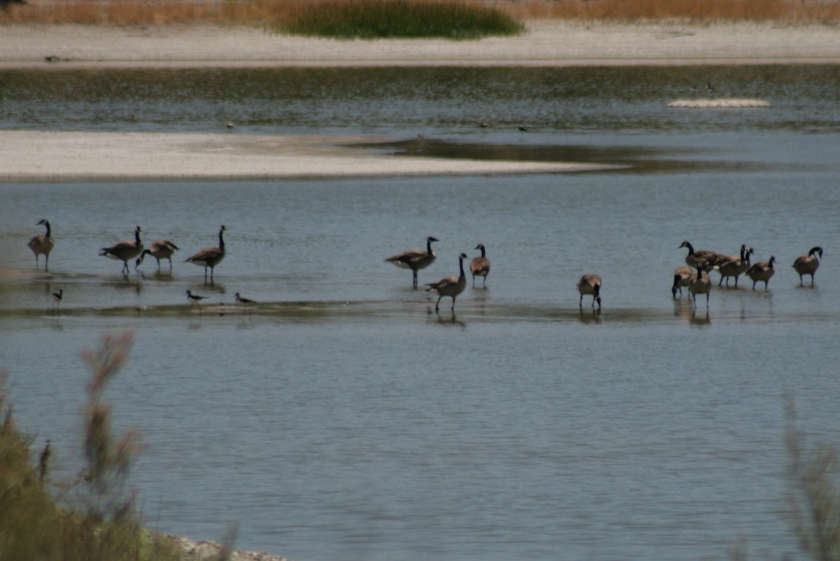 Canada Goose - Julie Szabo