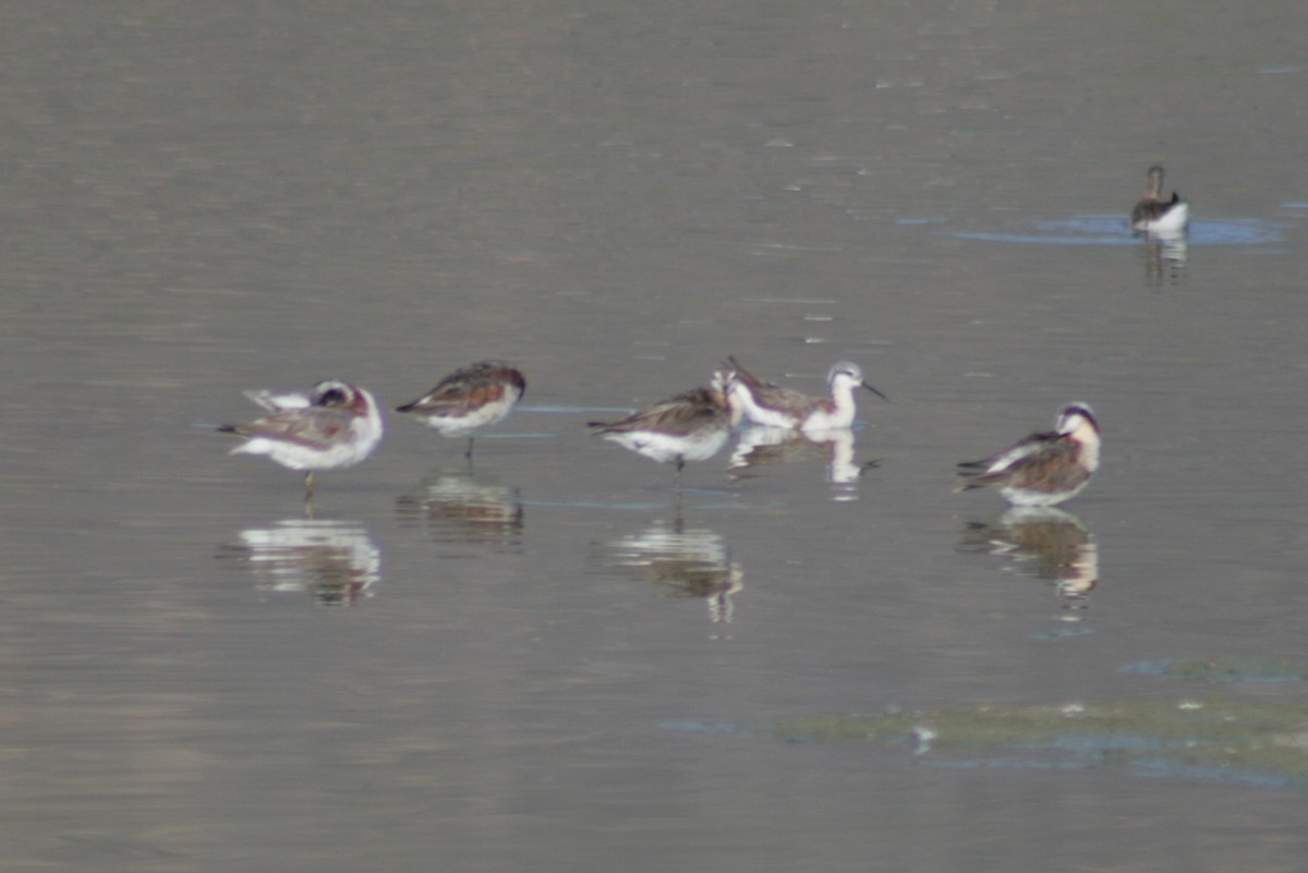 Falaropo Tricolor - ML127094201