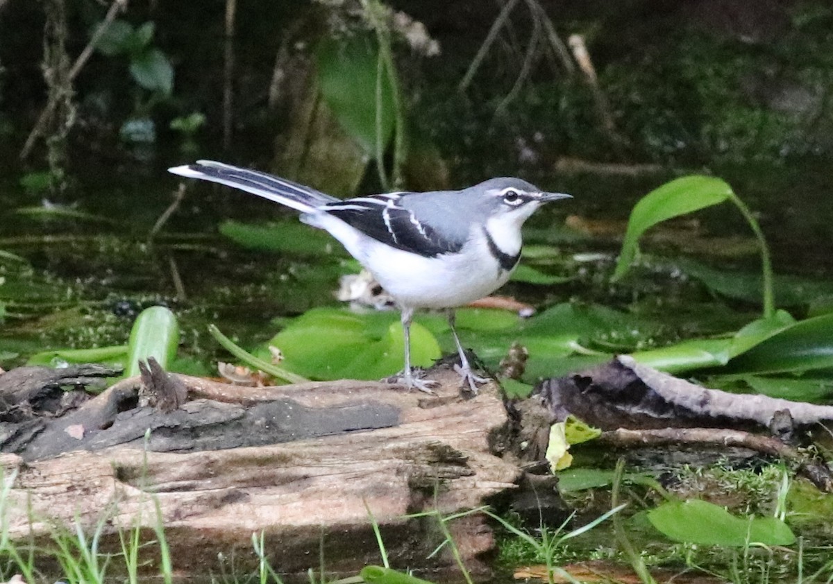 Mountain Wagtail - ML127094251