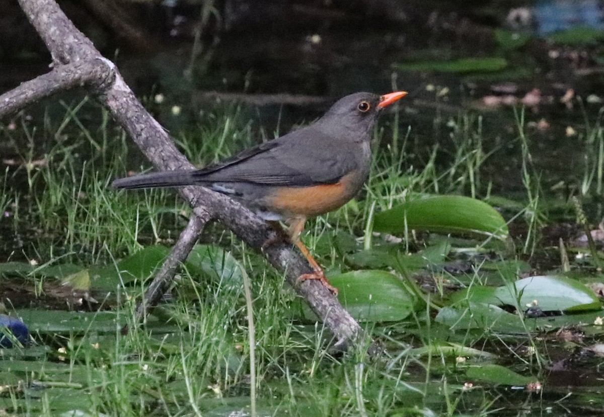 Abyssinian Thrush - Jason Fidorra