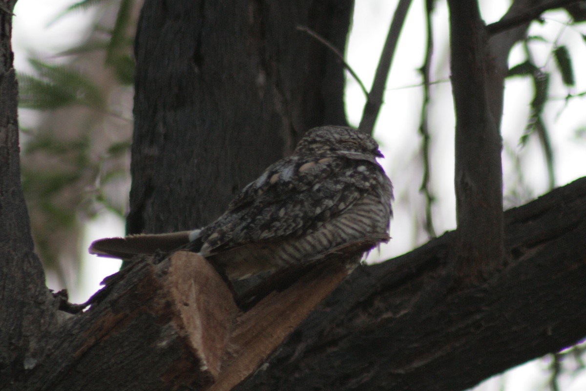 Lesser Nighthawk - ML127095071