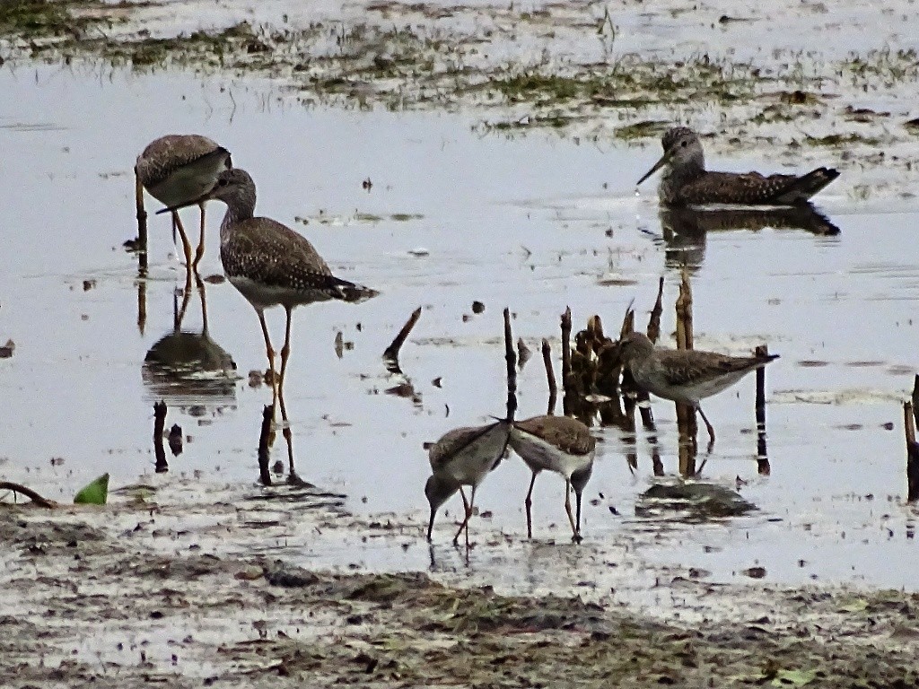 Stilt Sandpiper - ML127095261