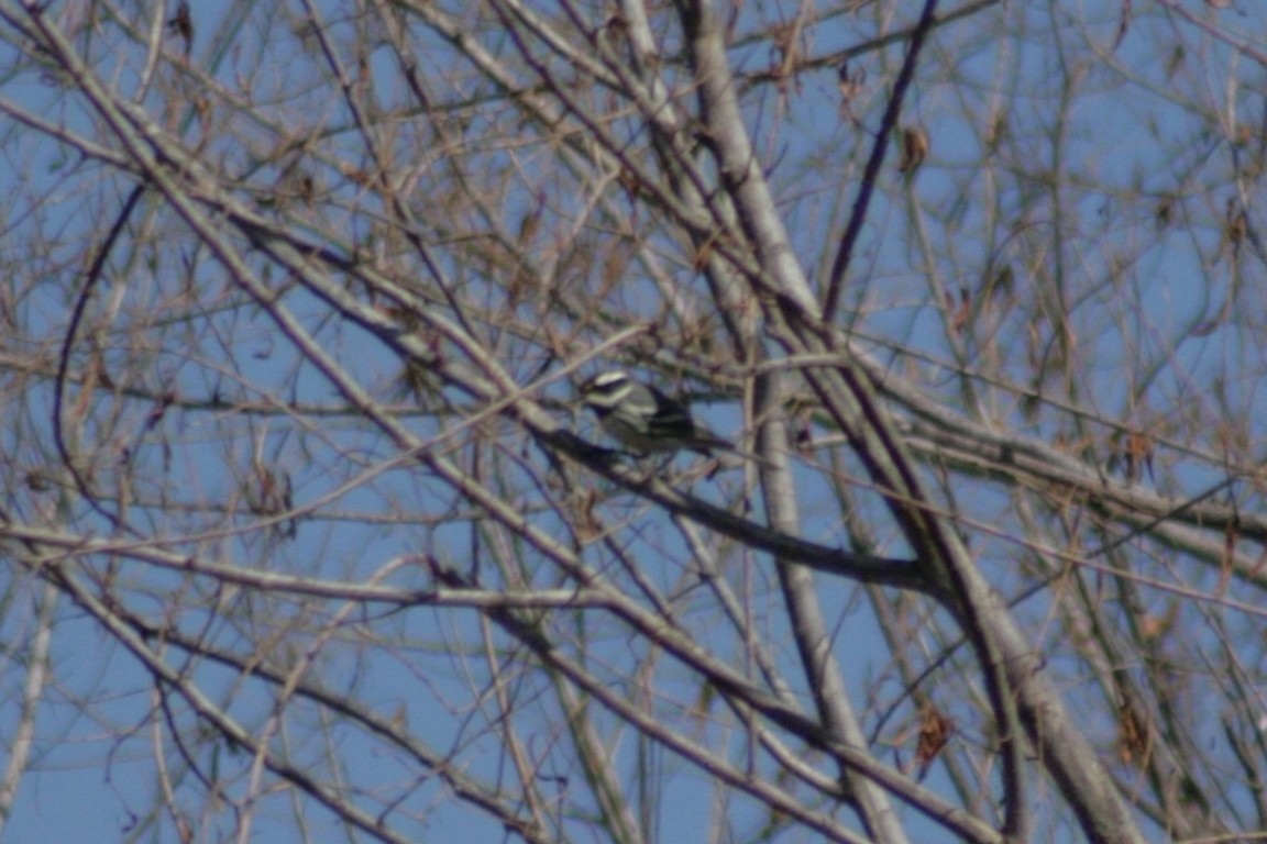Black-throated Gray Warbler - ML127096111
