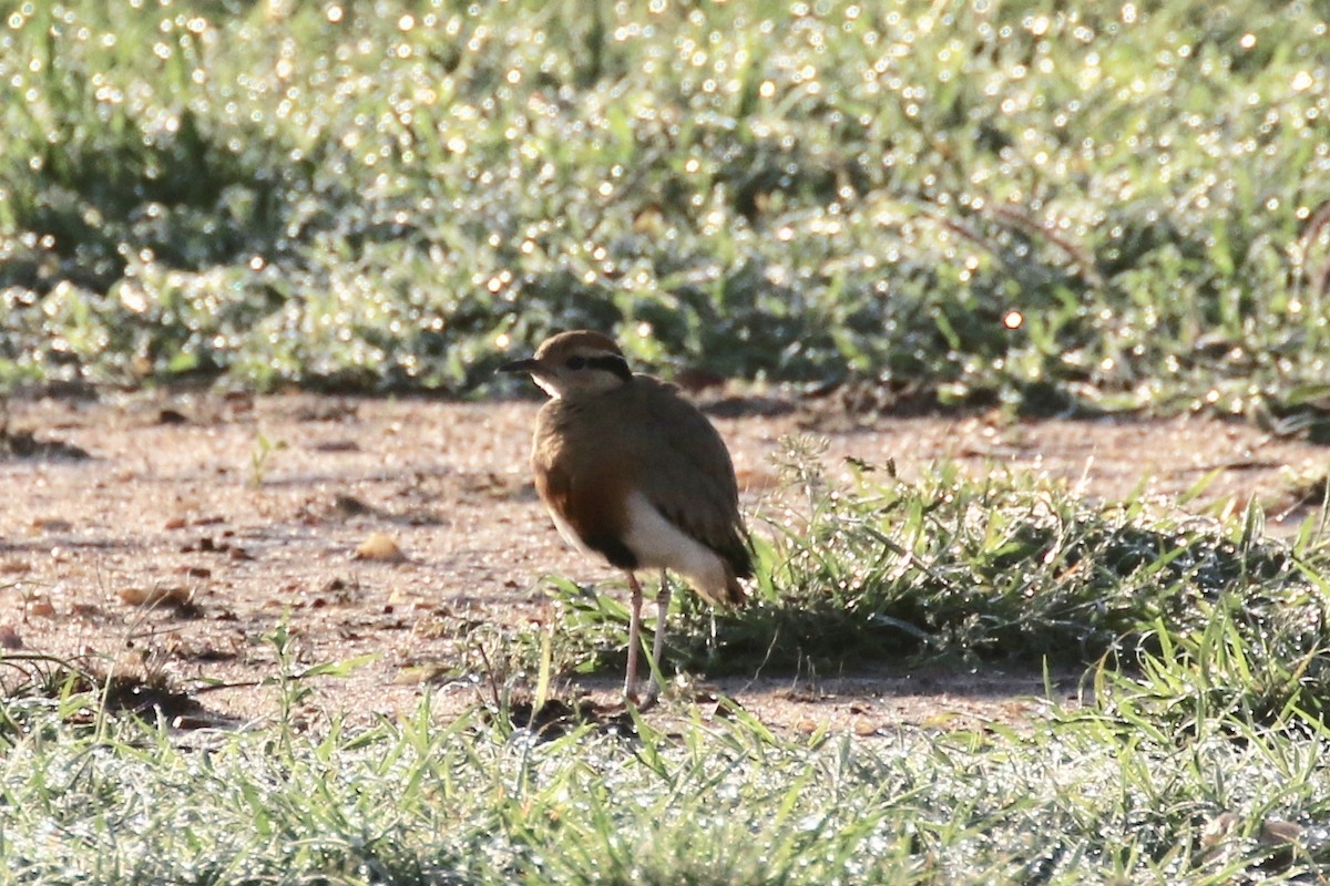 Temminck's Courser - ML127096311