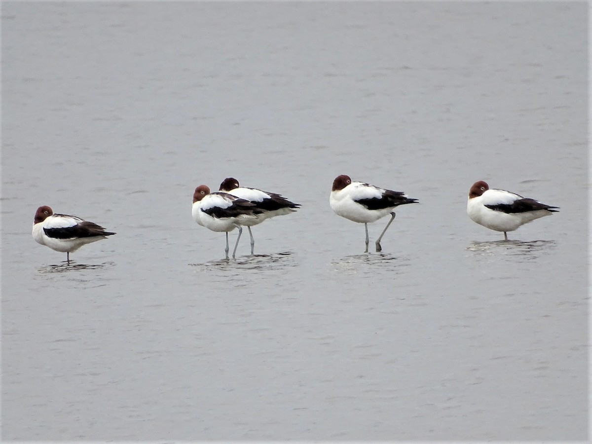 Red-necked Avocet - ML127098301