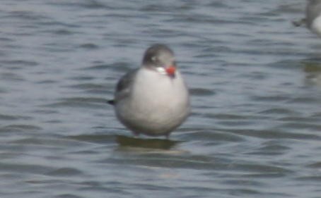 Heermann's Gull - ML127098821