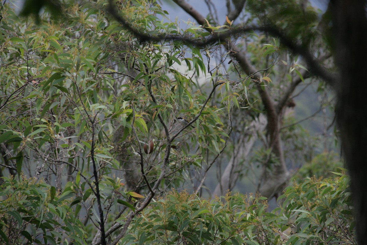 White-naped Honeyeater - ML127098911