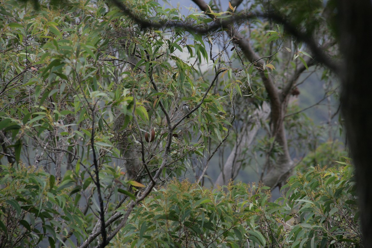 White-naped Honeyeater - ML127098931