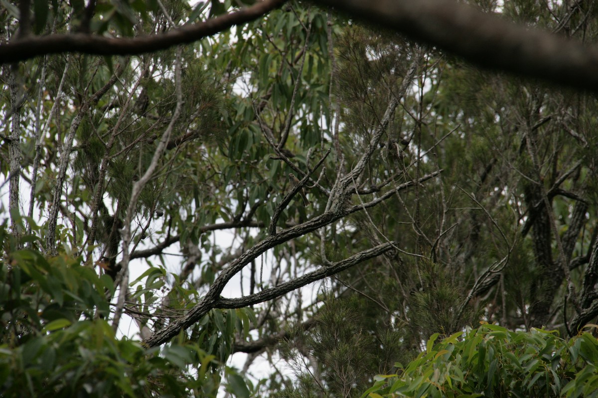 Yellow-faced Honeyeater - ML127099101