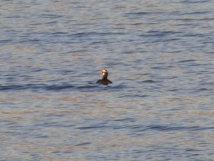 Surf Scoter - Julie Szabo