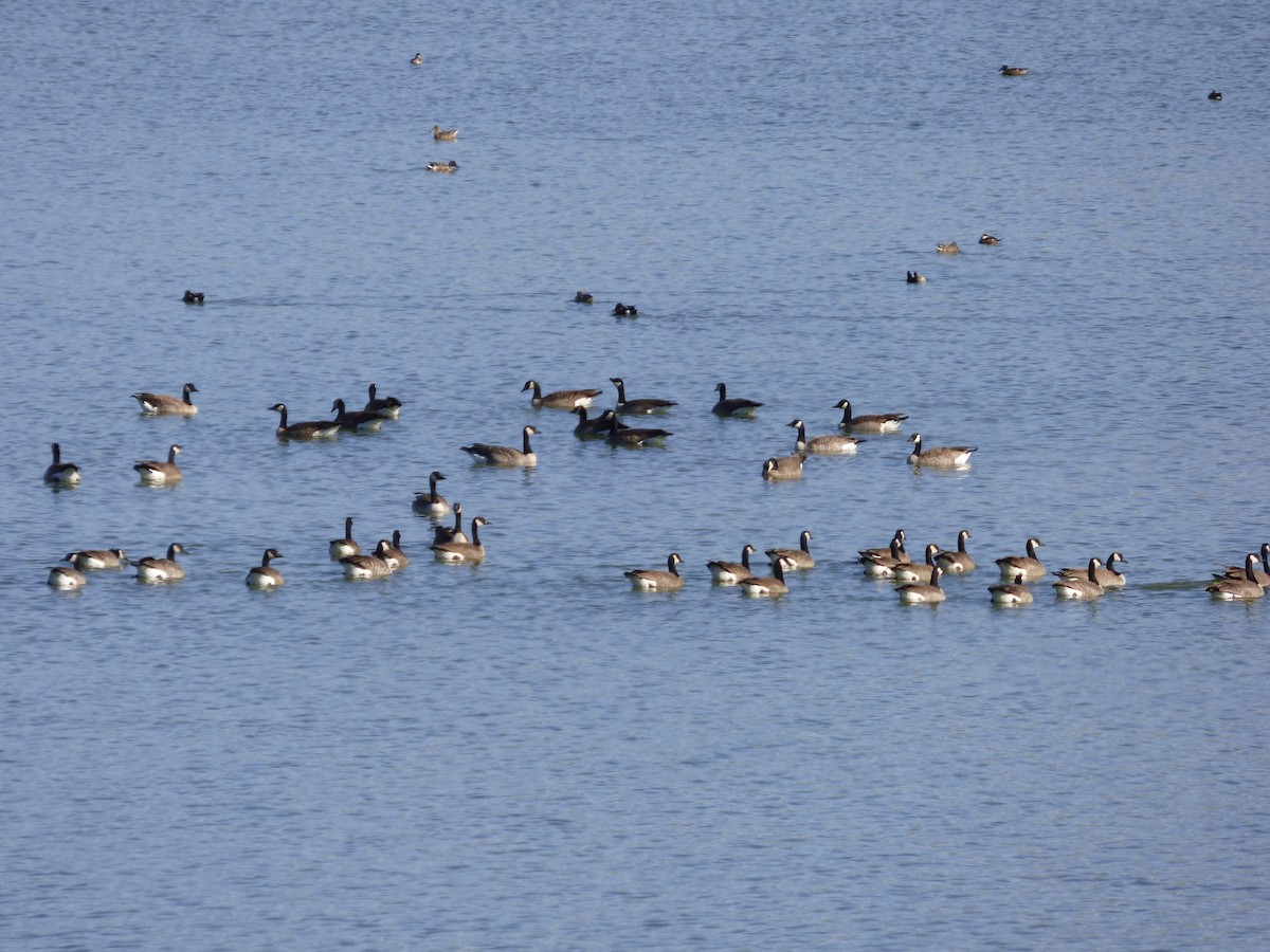 Canada Goose - ML127100401