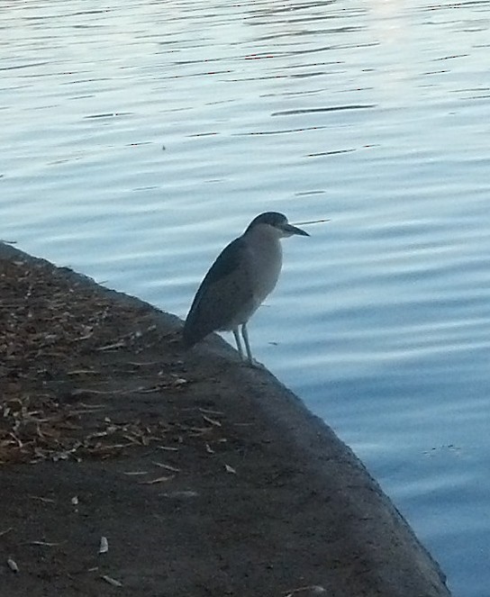 Black-crowned Night Heron - ML127101691