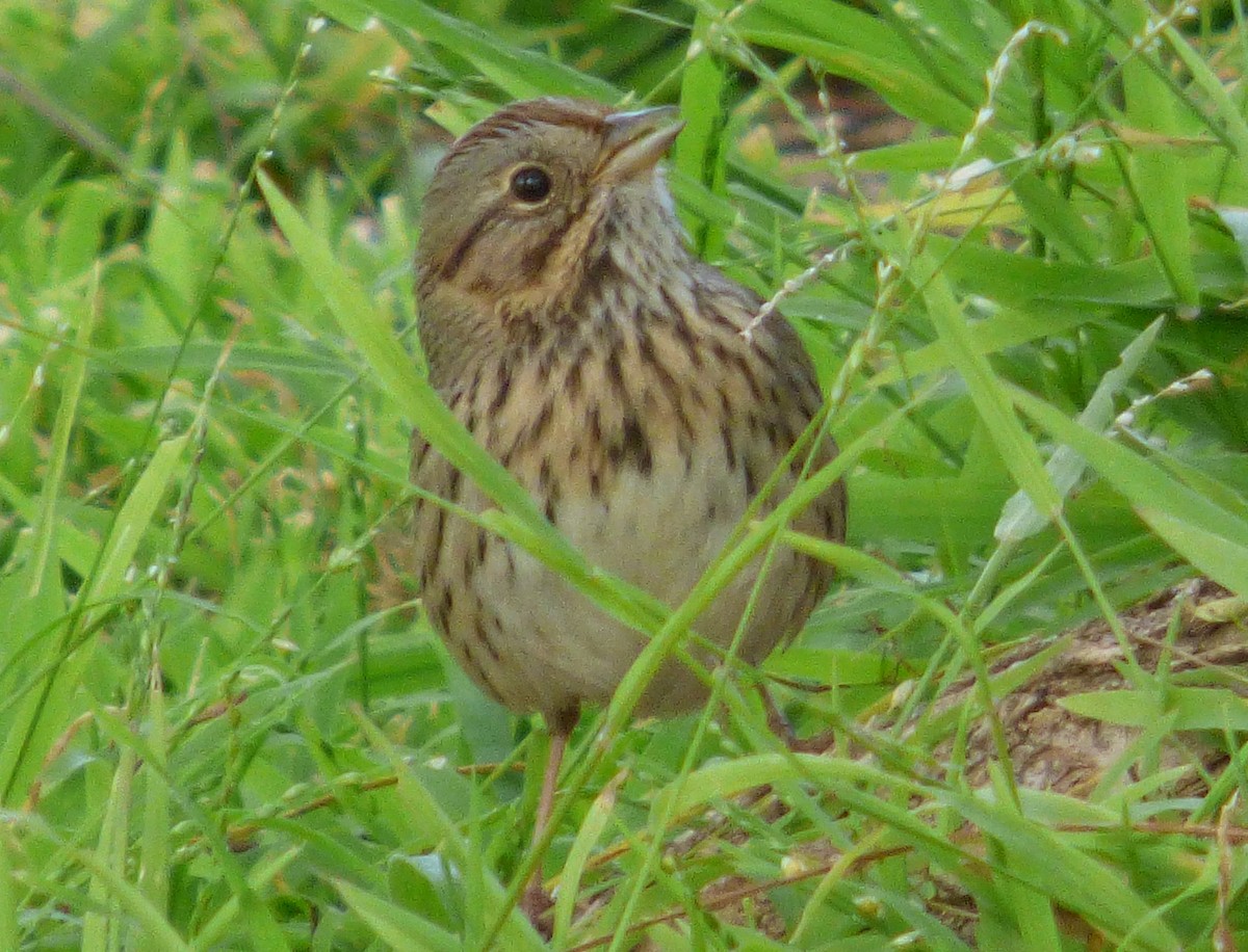 Lincoln's Sparrow - ML127102061