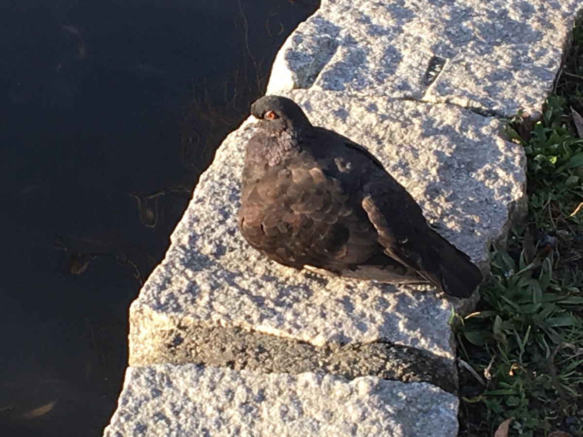 Rock Pigeon (Feral Pigeon) - ML127102531