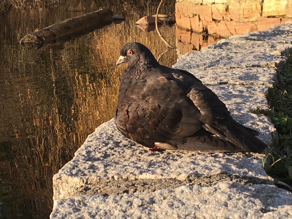 Rock Pigeon (Feral Pigeon) - ML127102561