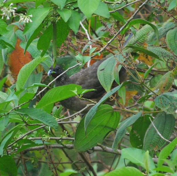 Chachalaca Culirroja - ML127103561