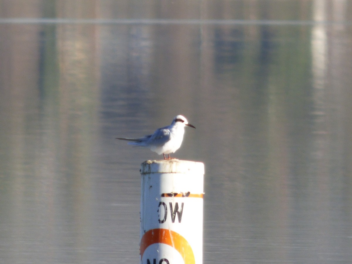 Forster's Tern - ML127103661