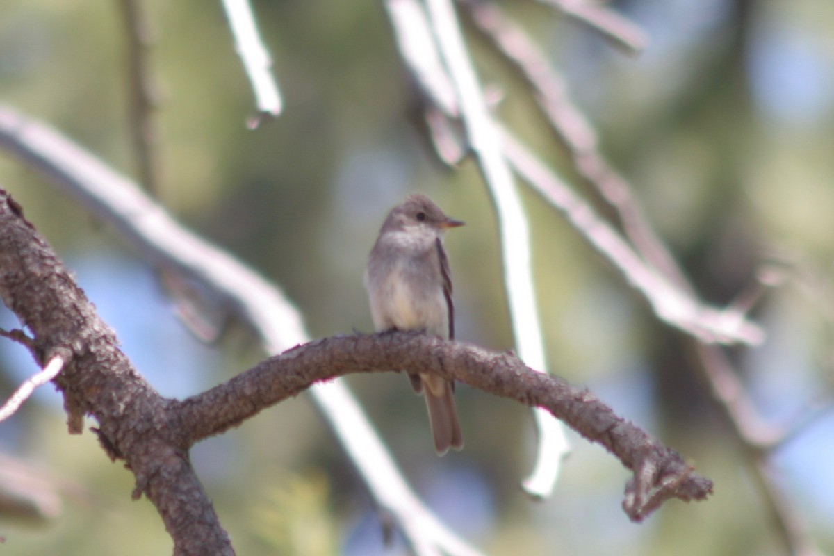 Western Wood-Pewee - ML127103951