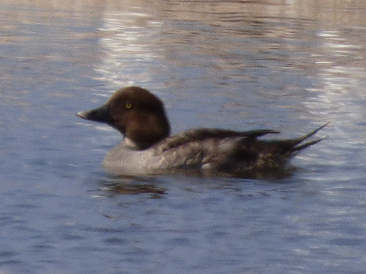 Common Goldeneye - ML127105761