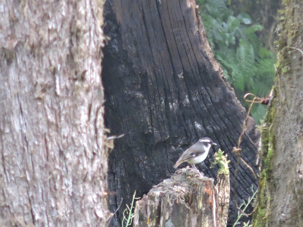 Black-capped Robin - ML127105781