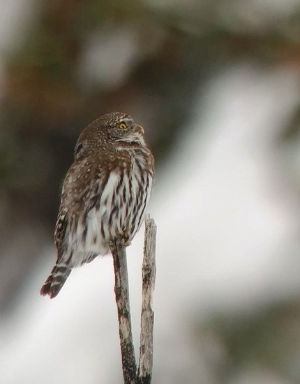 Northern Pygmy-Owl - Kristin Purdy