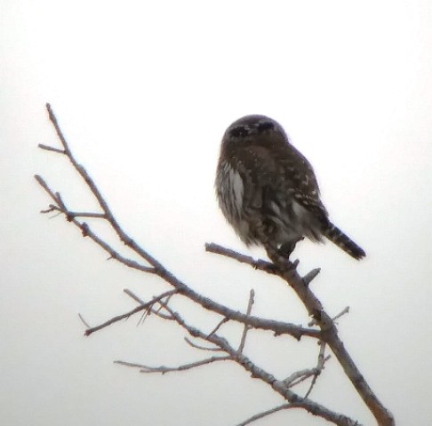 Northern Pygmy-Owl - Kristin Purdy