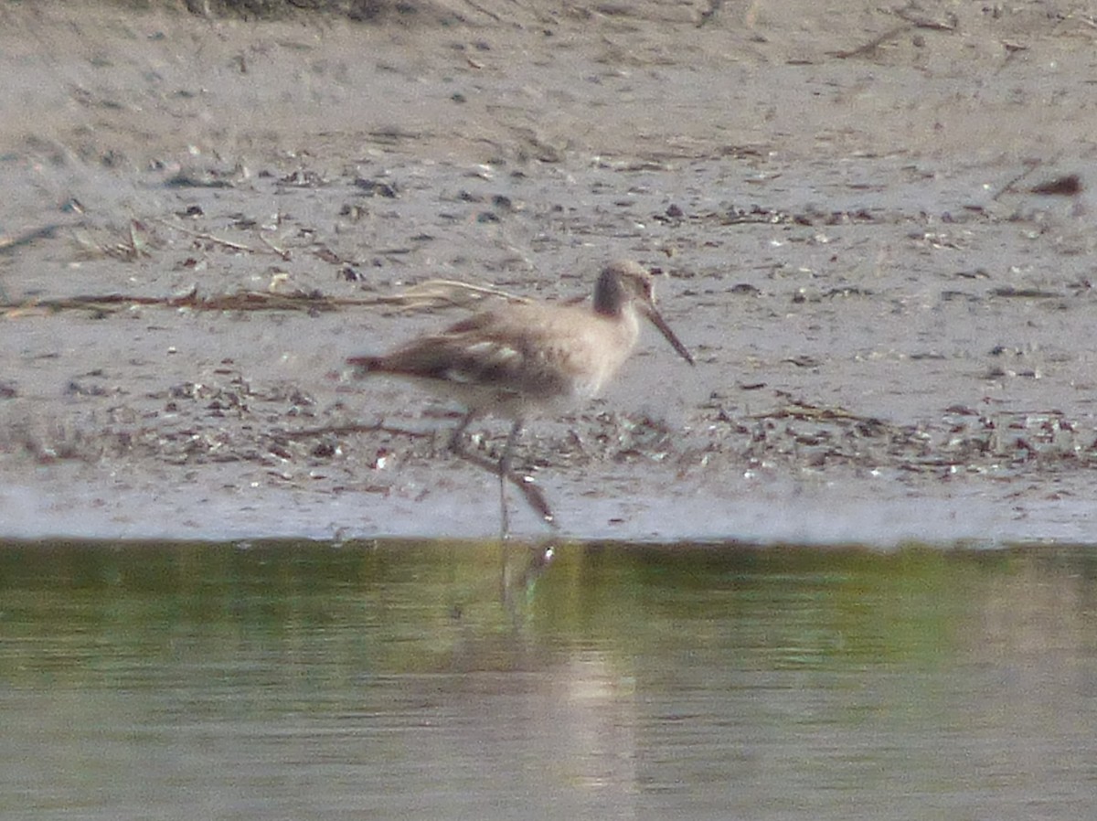 Willet - ML127106511