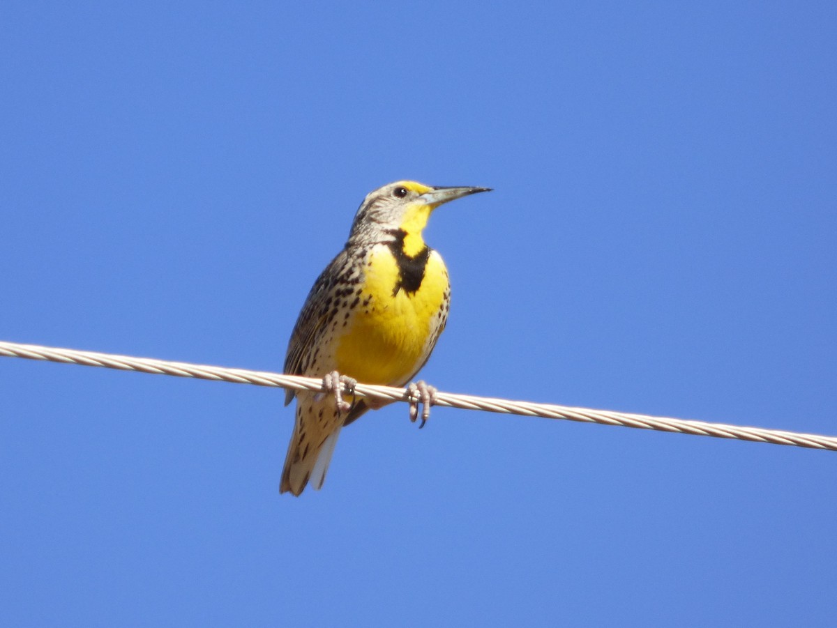 Western Meadowlark - ML127106771