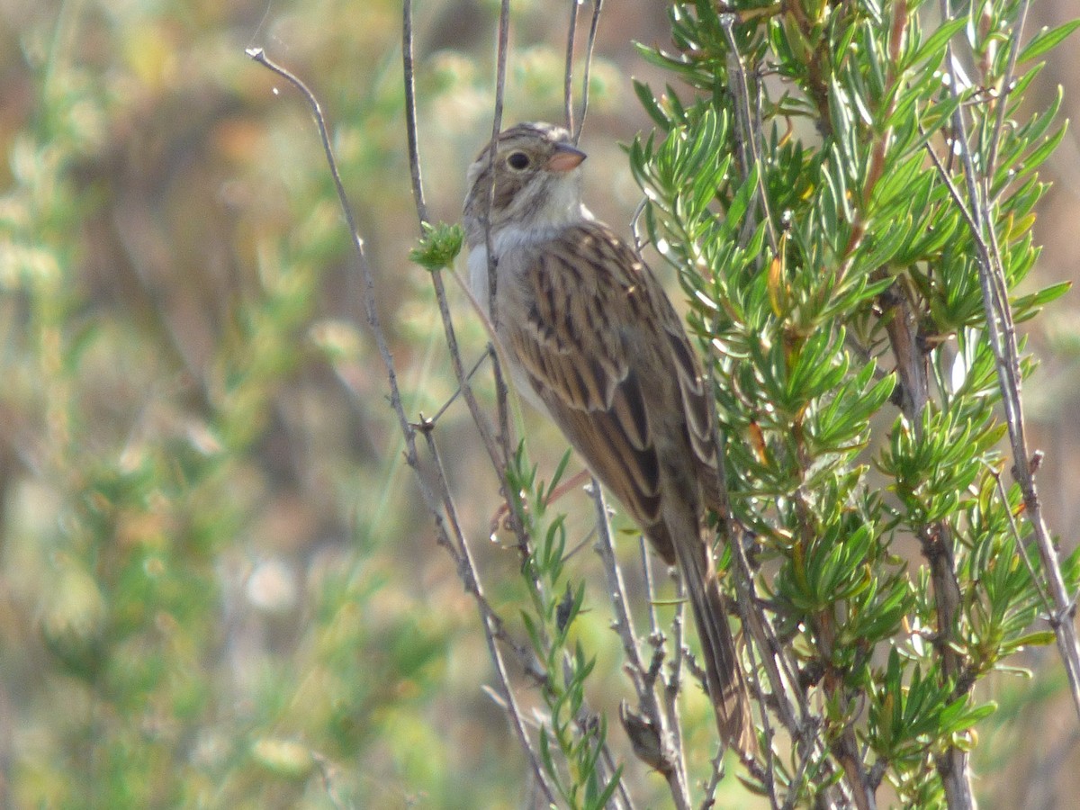 Brewer's Sparrow - ML127106921